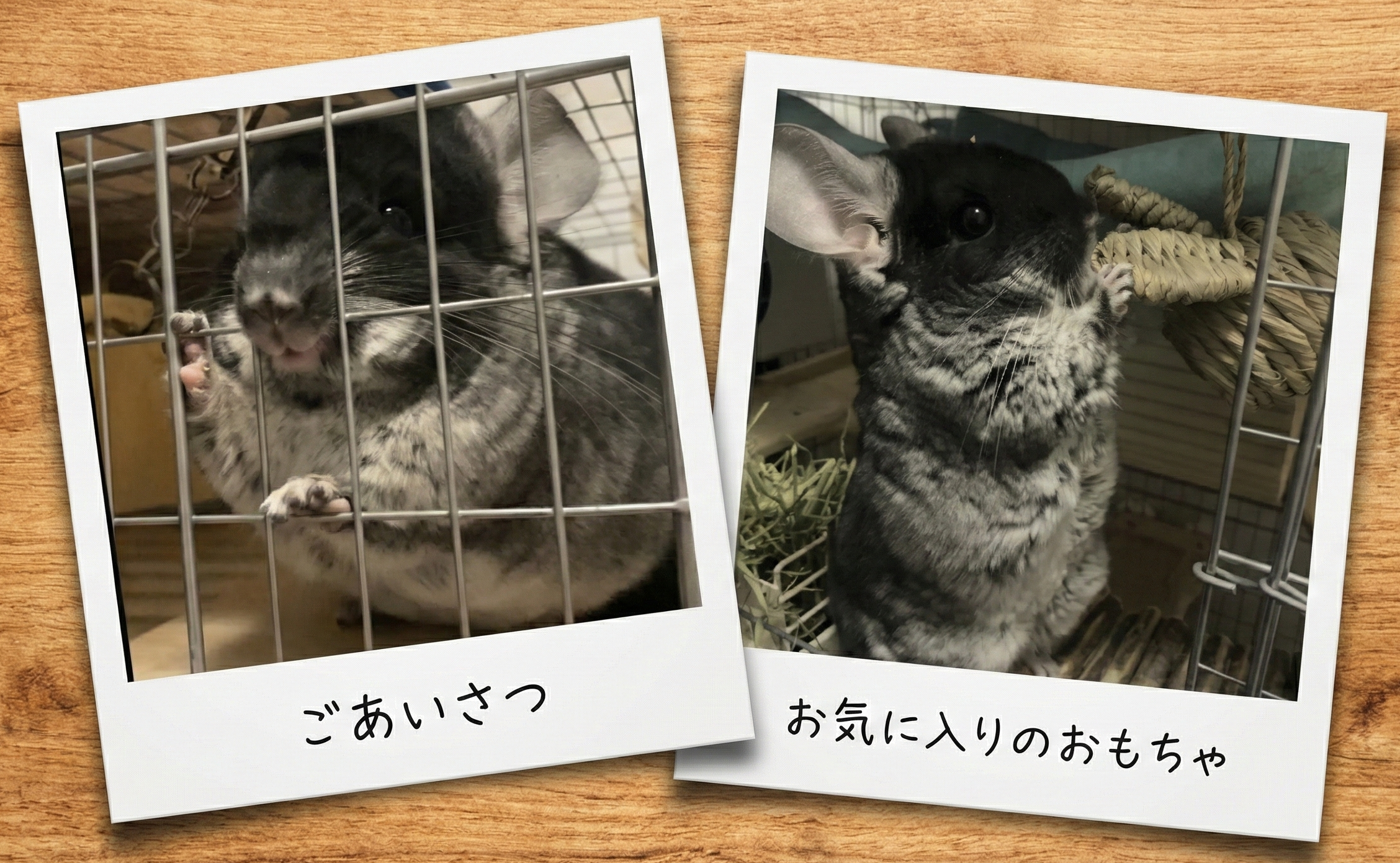 リンちゃん紹介