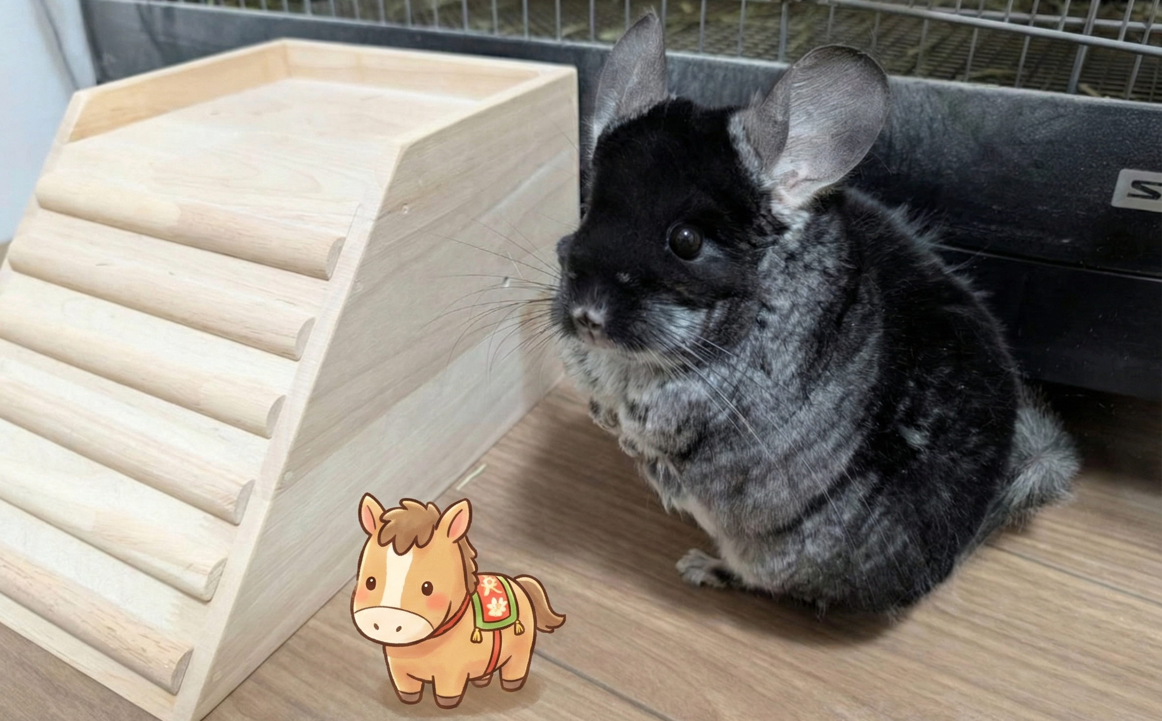 部屋んぽ中のリンちゃん